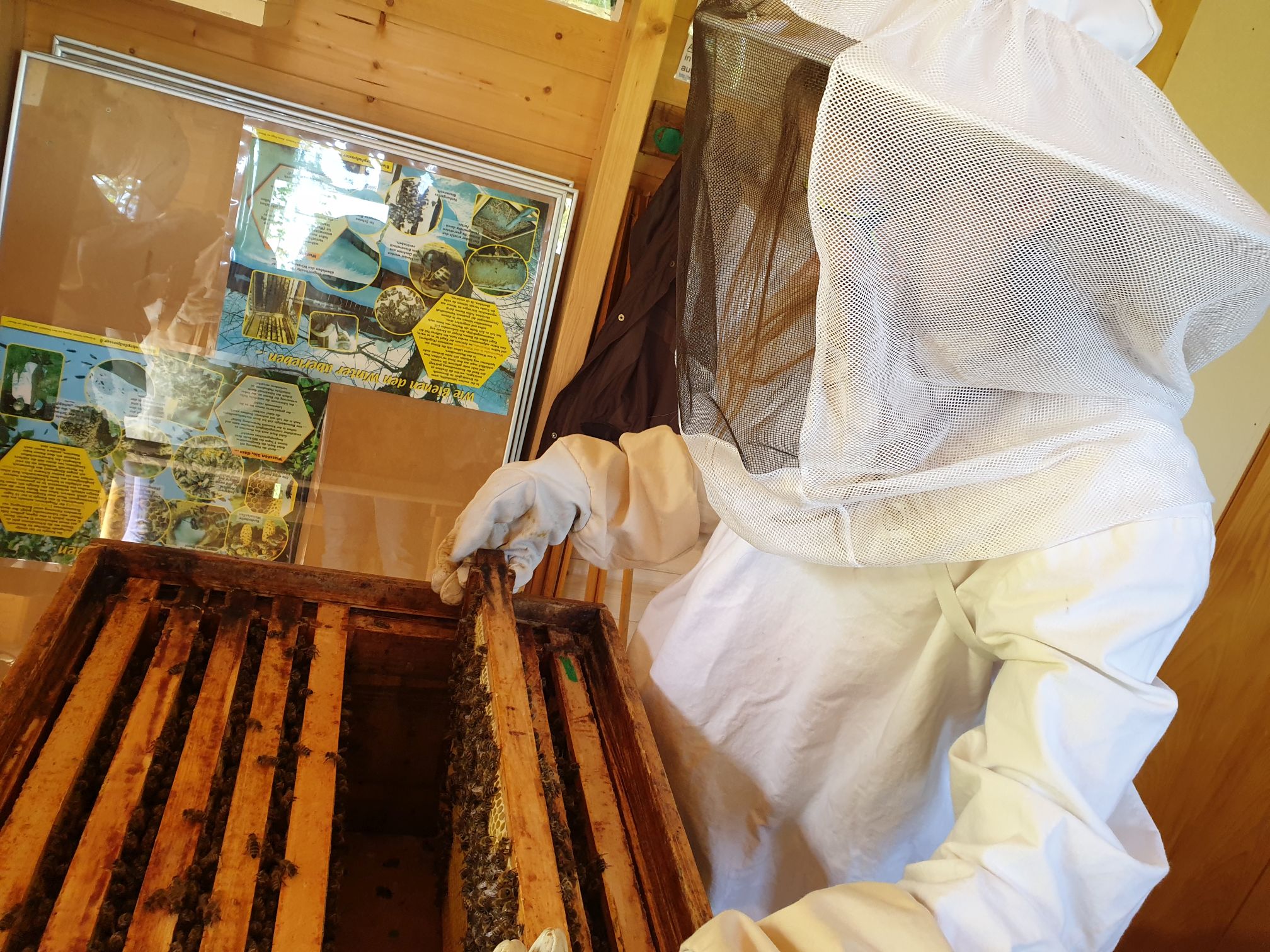 Bienenvker Kontrolle auf Weiselzellen