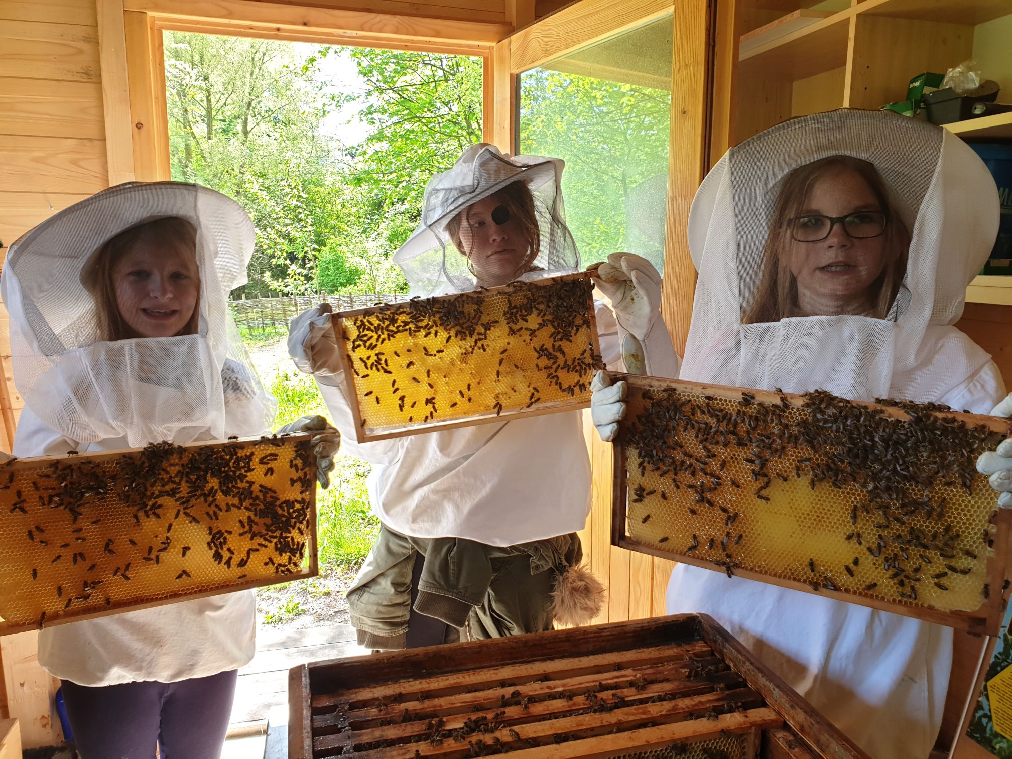 Bienenvlker Honigwaben